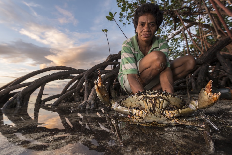 Mita from Ligau Levu Village expertly handles a freshly caught live aggressive mudcrab from the mangroves.